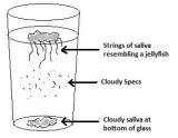 candida saliva test, symptoms of candida overgrowth